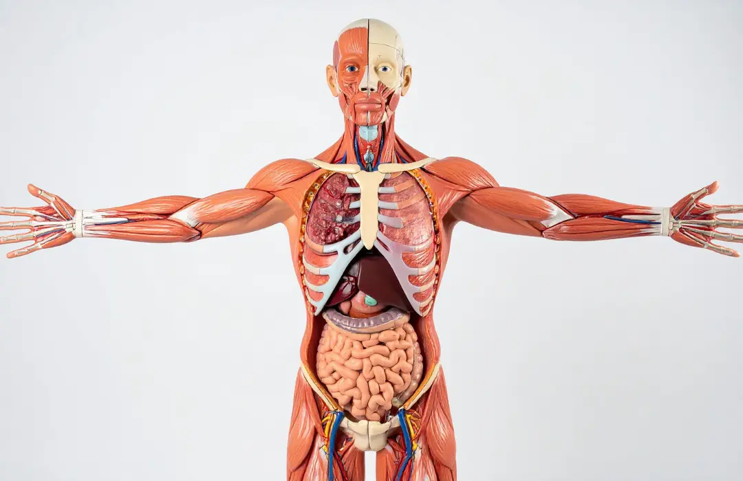 Sistema muscular del cuerpo humano