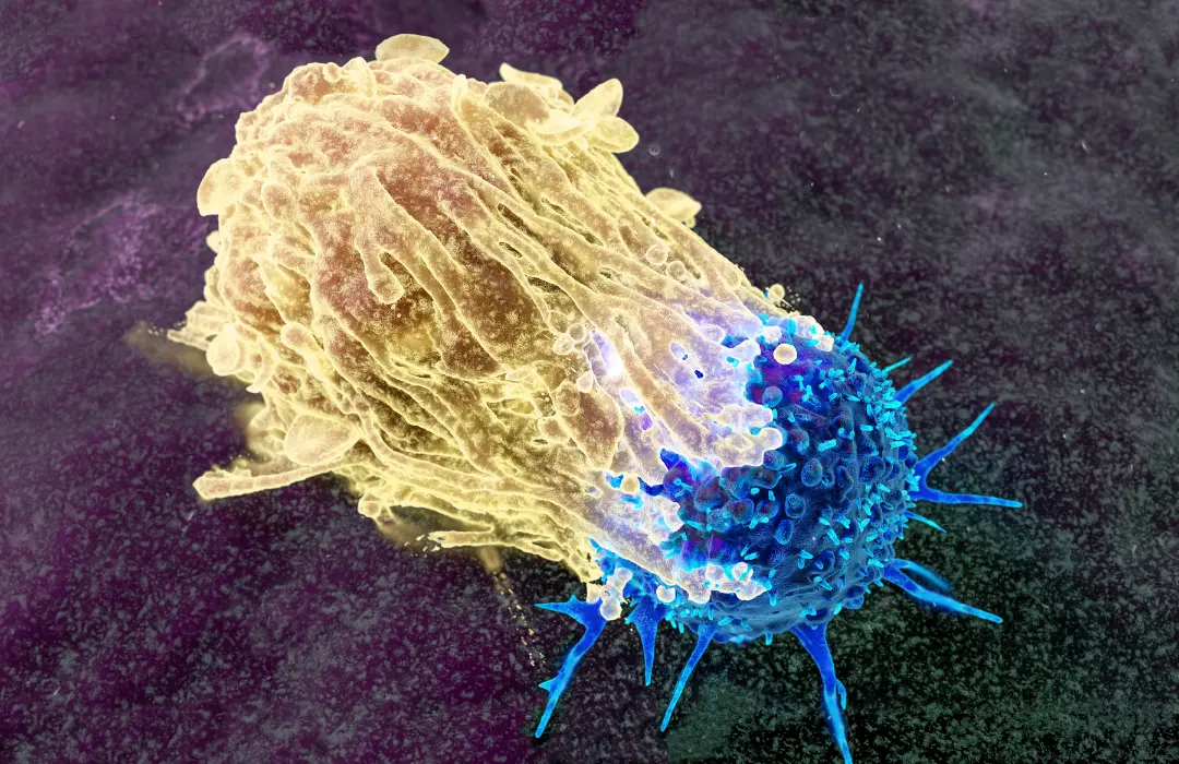 How does a cell know which organ to become?
