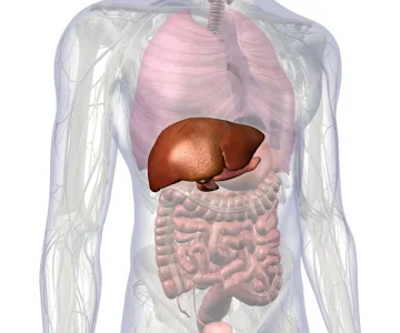 Hígado graso y colesterol alto: ¿Puede la medicina regenerativa cambiar el curso de estas enfermedades?