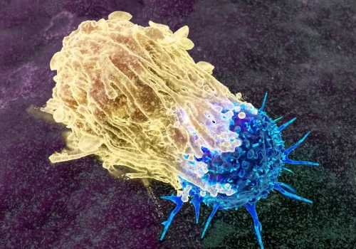 How does a cell know which organ to become?