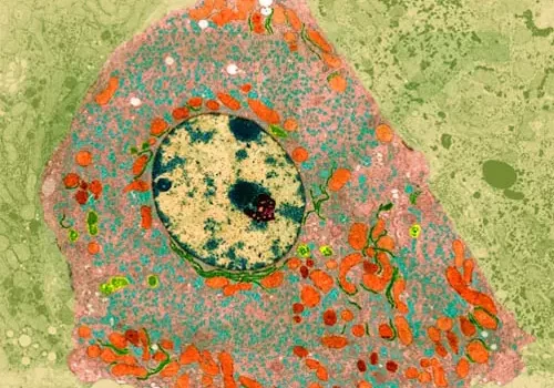 celula_microscopio Paseo por la historia de las células madre. Homenaje a la vida.